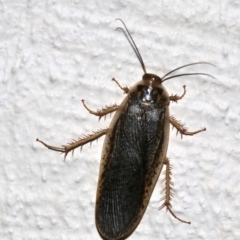 Calolampra sp. (genus) at Ainslie, ACT - 30 Oct 2018