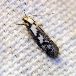 Eusemocosma pruinosa at O'Connor, ACT - 4 Nov 2018