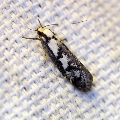 Eusemocosma pruinosa (Philobota Group Concealer Moth) at O'Connor, ACT - 4 Nov 2018 by ibaird