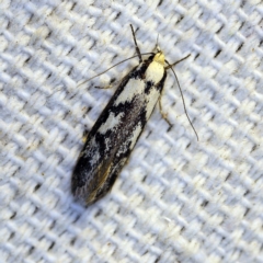 Eusemocosma pruinosa at O'Connor, ACT - 4 Nov 2018 09:32 PM