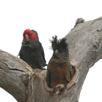 Callocephalon fimbriatum (Gang-gang Cockatoo) at Symonston, ACT - 6 Nov 2018 by redsnow