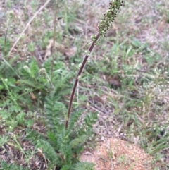 Acaena x anserovina (Hybrid Burr) at Corrowong, NSW - 6 Nov 2018 by BlackFlat