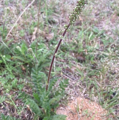 Acaena x anserovina (Hybrid Burr) at Corrowong, NSW - 6 Nov 2018 by BlackFlat