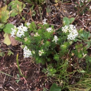 Asperula conferta at Corrowong, NSW - 6 Nov 2018