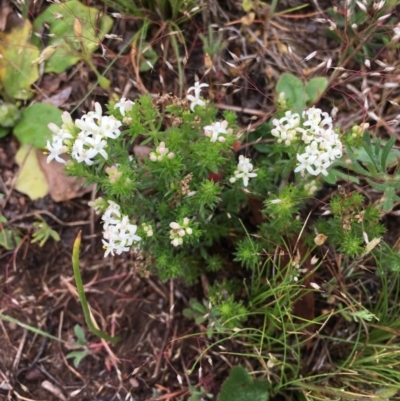 Asperula conferta (Common Woodruff) at Black Flat at Corrowong - 6 Nov 2018 by BlackFlat