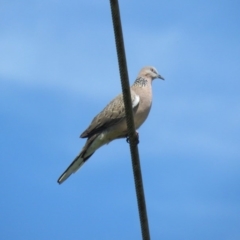 Spilopelia chinensis (Spotted Dove) at Giralang Wetlands - 28 Oct 2018 by KumikoCallaway