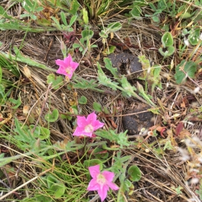 Convolvulus angustissimus subsp. angustissimus (Australian Bindweed) at Black Flat at Corrowong - 6 Nov 2018 by BlackFlat