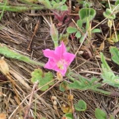 Convolvulus angustissimus subsp. angustissimus at Corrowong, NSW - 6 Nov 2018