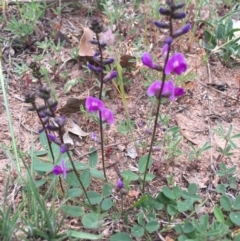 Glycine tabacina (Variable Glycine) at Black Flat at Corrowong - 5 Nov 2018 by BlackFlat