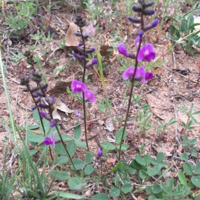 Glycine tabacina (Variable Glycine) at Corrowong, NSW - 5 Nov 2018 by BlackFlat