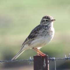 Anthus australis (Australian Pipit) at Coree, ACT - 28 Oct 2018 by KumikoCallaway