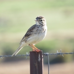 Anthus australis at Coree, ACT - 28 Oct 2018