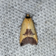 Ageletha hemiteles (Webbing Moth) at O'Connor, ACT - 4 Nov 2018 by ibaird