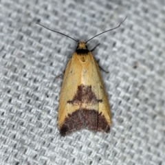Ageletha hemiteles (Webbing Moth (Wingia group)) at O'Connor, ACT - 4 Nov 2018 by ibaird