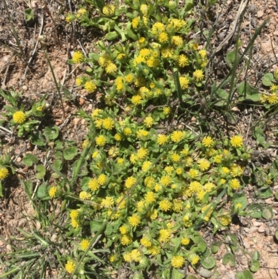 Triptilodiscus pygmaeus (Annual Daisy) at Black Flat at Corrowong - 28 Oct 2018 by BlackFlat