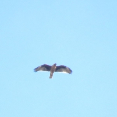 Hieraaetus morphnoides (Little Eagle) at Gilmore, ACT - 28 Oct 2018 by KumikoCallaway