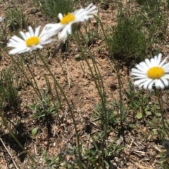 Brachyscome diversifolia var. diversifolia (Large-headed Daisy) at Black Flat at Corrowong - 28 Oct 2018 by BlackFlat