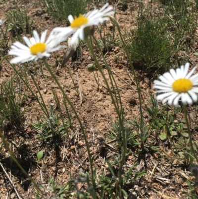 Brachyscome diversifolia var. diversifolia (Large-headed Daisy) at Corrowong, NSW - 28 Oct 2018 by BlackFlat