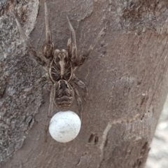 Tasmanicosa sp. (genus) (Unidentified Tasmanicosa wolf spider) at Mount Mugga Mugga - 6 Nov 2018 by Mike
