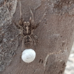 Tasmanicosa sp. (genus) (Tasmanicosa wolf spider) at Symonston, ACT - 6 Nov 2018 by Mike