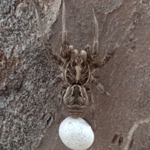 Tasmanicosa sp. (genus) at Symonston, ACT - 6 Nov 2018