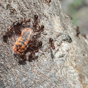 Monophlebulus sp. (genus) at Symonston, ACT - 6 Nov 2018