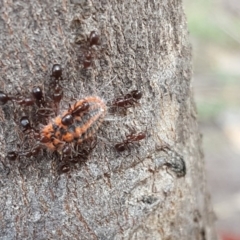 Monophlebulus sp. (genus) at Symonston, ACT - 6 Nov 2018