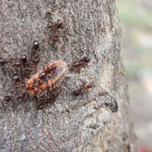 Monophlebulus sp. (genus) at Symonston, ACT - 6 Nov 2018