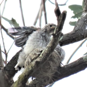 Microeca fascinans at Tharwa, ACT - 28 Oct 2018 06:29 PM