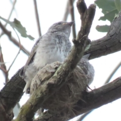 Microeca fascinans at Tharwa, ACT - 28 Oct 2018 06:29 PM