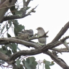 Microeca fascinans at Tharwa, ACT - 28 Oct 2018 06:29 PM