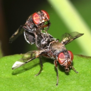 Pogonortalis doclea at Ainslie, ACT - 31 Oct 2018