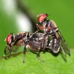 Pogonortalis doclea at Ainslie, ACT - 31 Oct 2018