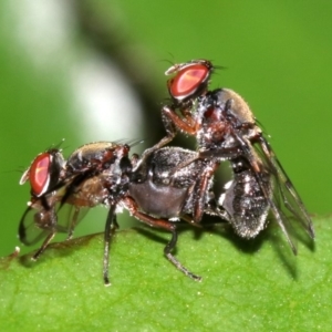 Pogonortalis doclea at Ainslie, ACT - 31 Oct 2018