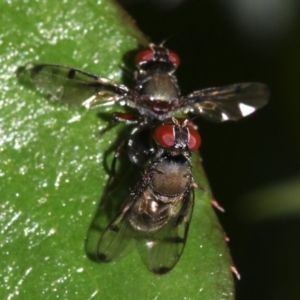 Pogonortalis doclea at Ainslie, ACT - 31 Oct 2018