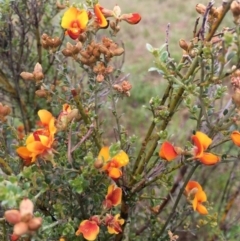 Mirbelia oxylobioides (Mountain Mirbelia) at Corrowong, NSW - 6 Nov 2018 by BlackFlat