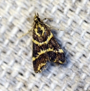 Scoparia spelaea at O'Connor, ACT - 4 Nov 2018 09:49 PM