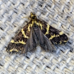 Scoparia spelaea at O'Connor, ACT - 4 Nov 2018 09:49 PM