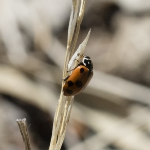 Hippodamia variegata at Michelago, NSW - 3 Nov 2018 10:24 AM