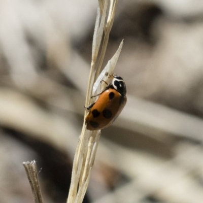 Hippodamia variegata (Spotted Amber Ladybird) at Michelago, NSW - 3 Nov 2018 by Illilanga