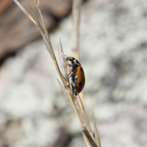 Hippodamia variegata at Michelago, NSW - 3 Nov 2018 10:24 AM