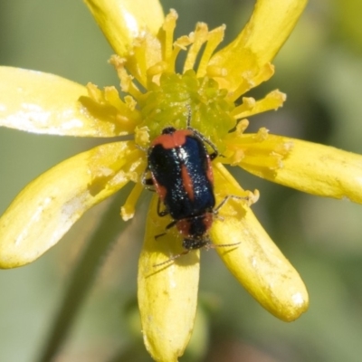 Dicranolaius villosus (Melyrid flower beetle) at Michelago, NSW - 29 Oct 2018 by Illilanga