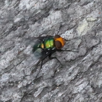 Amenia sp. (genus) (Yellow-headed Blowfly) at Undefined - 26 Oct 2018 by jb2602