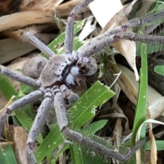 Isopeda villosa (Brown Huntsman Spider) - 6 Nov 2018 by Nivlek