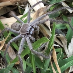 Isopeda villosa at Broughton Vale, NSW - 6 Nov 2018 06:51 PM