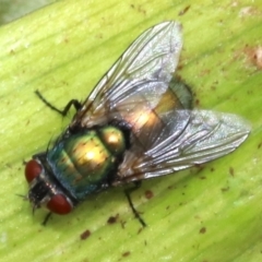 Lucilia cuprina (Australian sheep blowfly) at Undefined - 23 Oct 2018 by jb2602