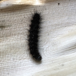 Leptocneria reducta at Broughton Vale, NSW - 6 Nov 2018