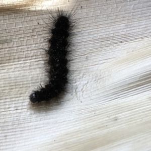 Leptocneria reducta at Broughton Vale, NSW - 6 Nov 2018