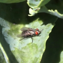 Sarcophagidae (family) (Unidentified flesh fly) at Tuggeranong DC, ACT - 19 Oct 2018 by jb2602