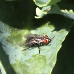 Sarcophagidae (family) at Tuggeranong DC, ACT - 19 Oct 2018 12:33 PM